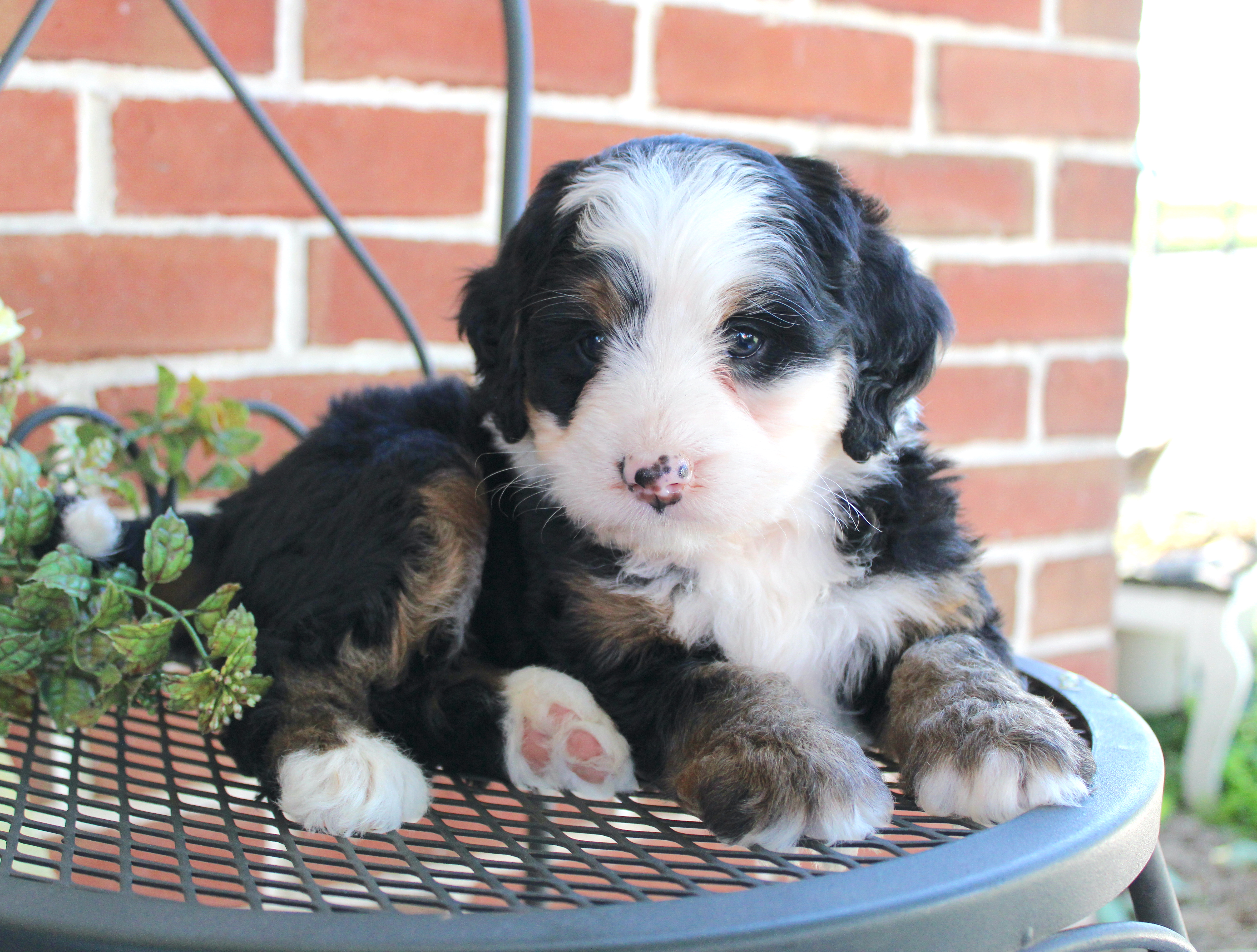 puppy, for, sale, Mini Bernedoodle, Emanuel  Glick, dog, breeder, Bird-In-Hand, PA, dog-breeder, puppy-for-sale, forsale, nearby, find, puppyfind, locator, puppylocator, aca